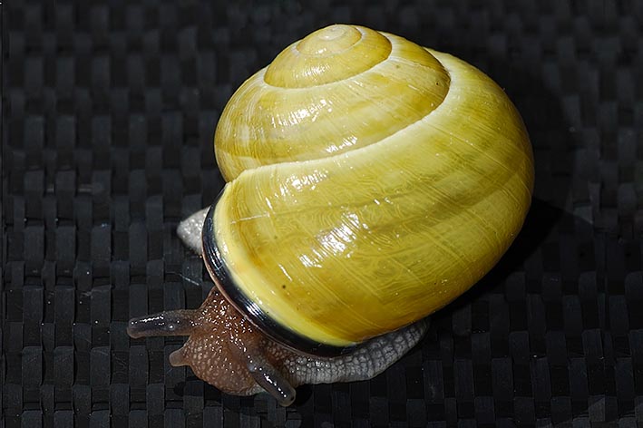 Identificazione cepaea nemoralis ?